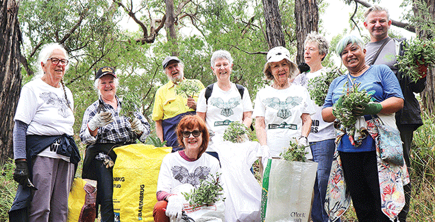 Operation agapanthus at the Gurdies