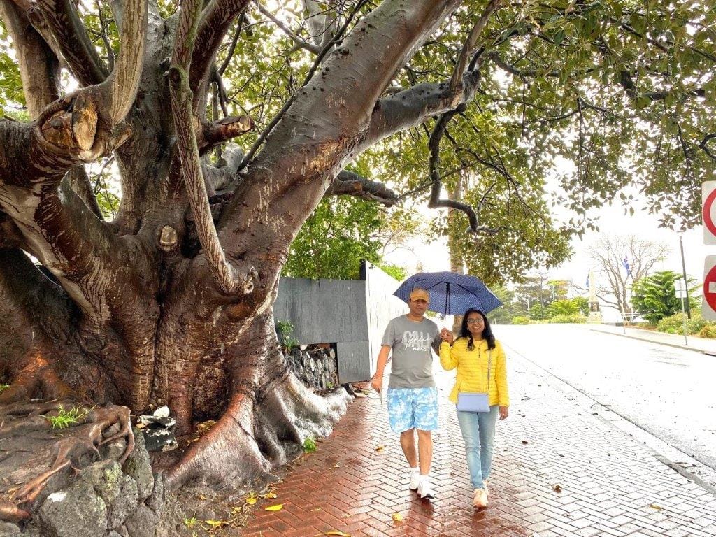 Historic trees overshadow $85M Cowes hotel project