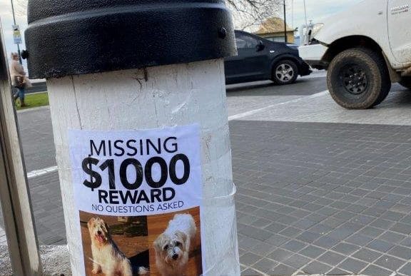 Good news, missing dog has been found
