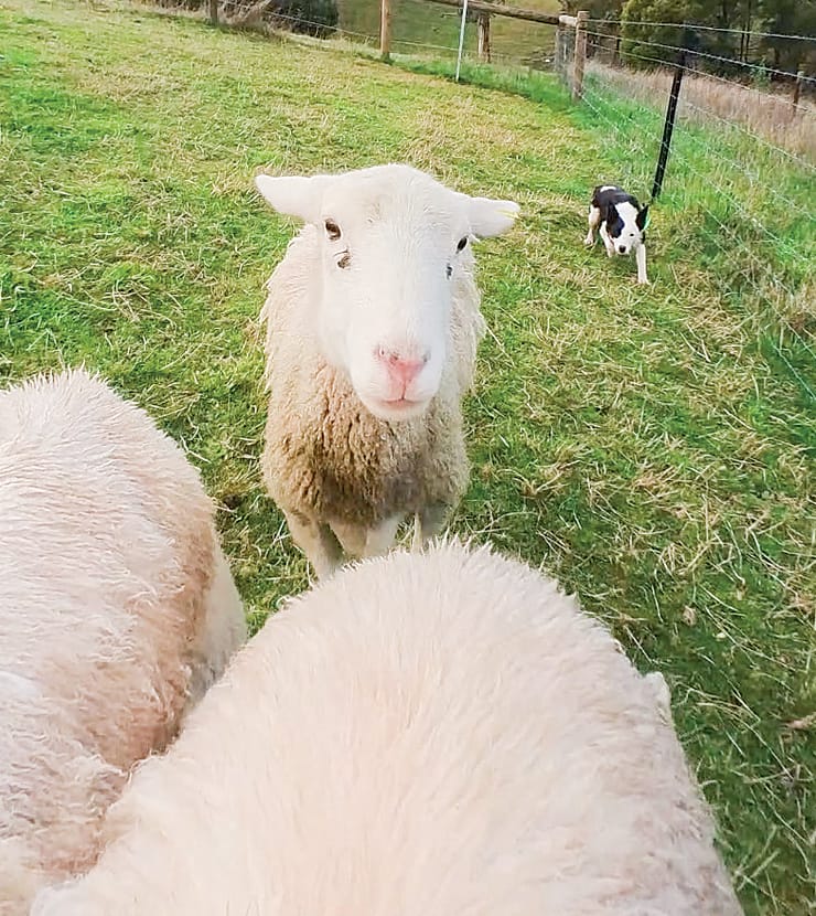 Mumu, an 18-month-old Border Collie will make her debut in the Novice Trial at this years South Eastern Working Sheep Dog Trials at Korumburra Showgrounds.