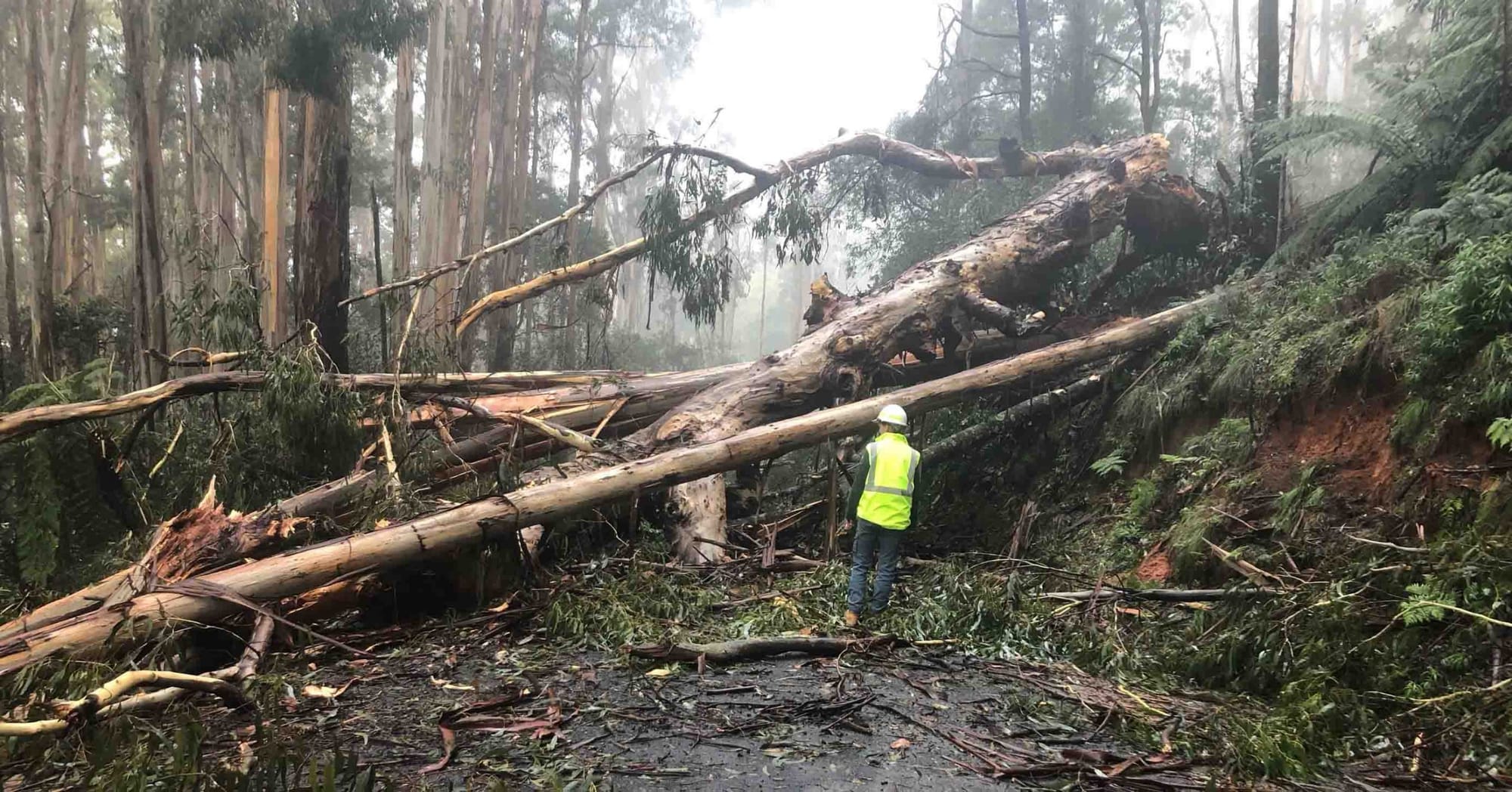South Gippsland state forests closed until Friday