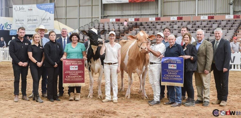 In the International Dairy Week Senior Champion Interbreed competition, a Guernsey cow “Kerrilyn Pistoll Peach” shown by N & S Wilkie, Pentland Hills was crowned the week’s overall winner.
