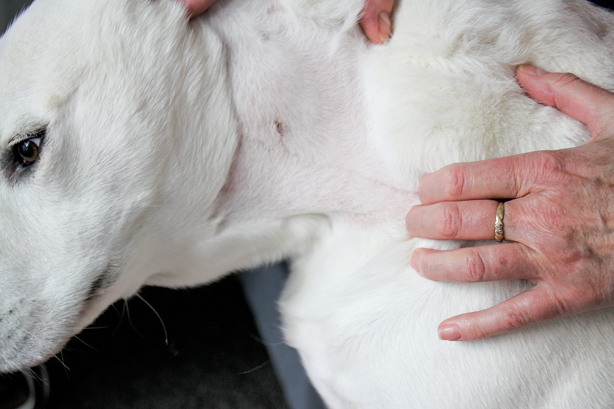 With puncture marks millimetres from vital arteries guide dog Daisy was lucky to survive an attack by a bullmastiff in Wonthaggi. B34_2325
