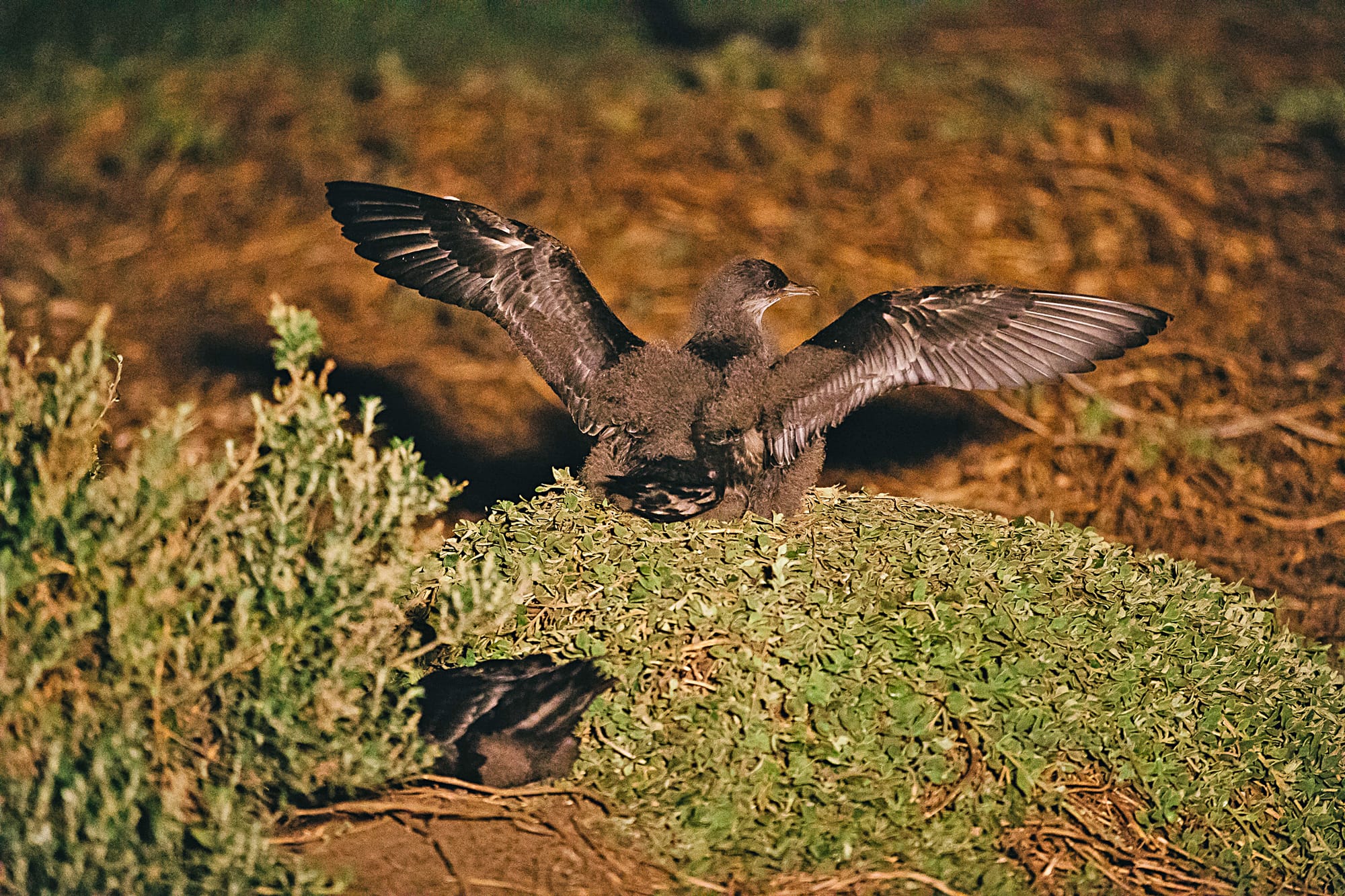 Short-tailed shearwaters returning in droves