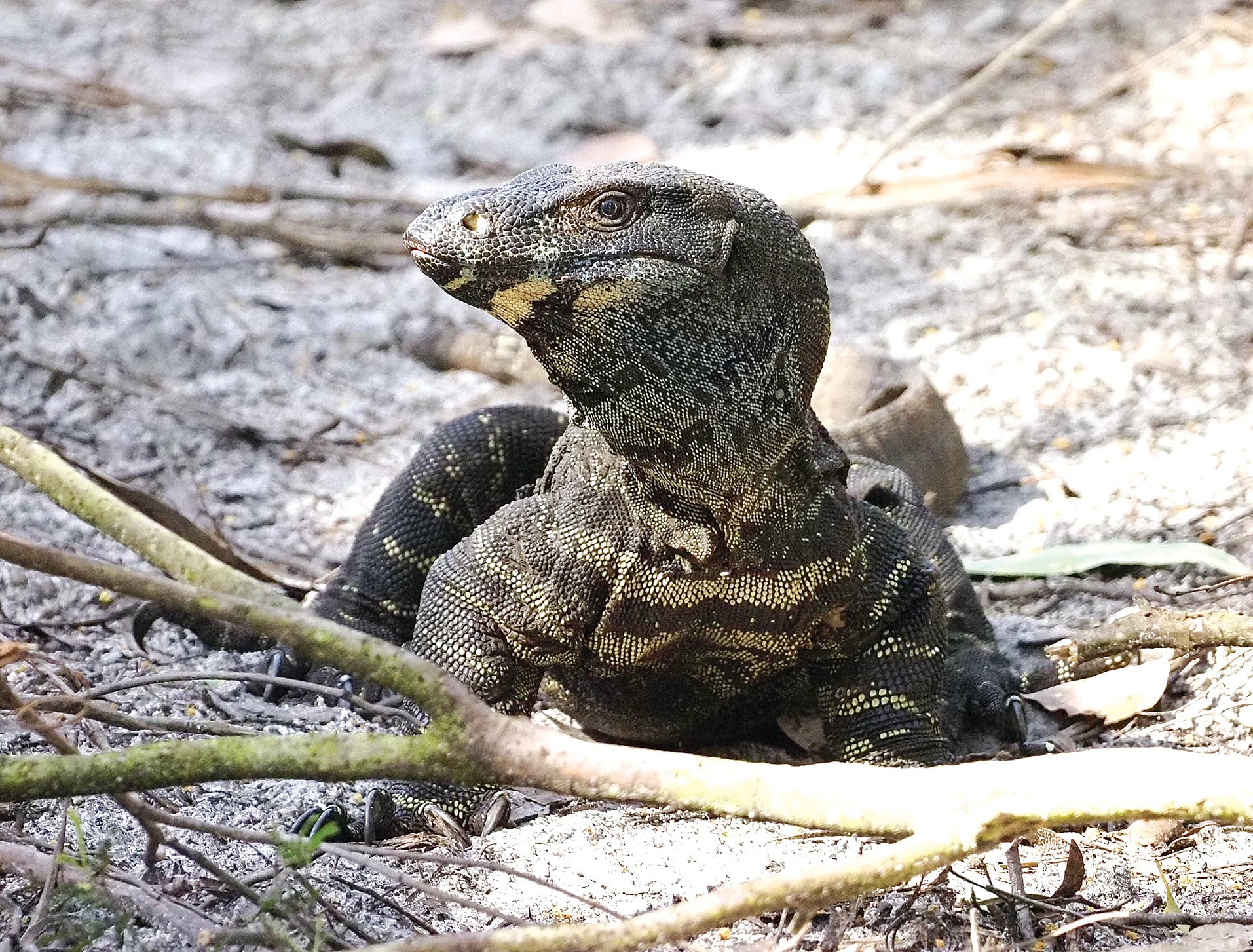A 2-metre lace monitor, one of the inhabitants of the Western Port Woodlands. 
Photo: Dave Newman