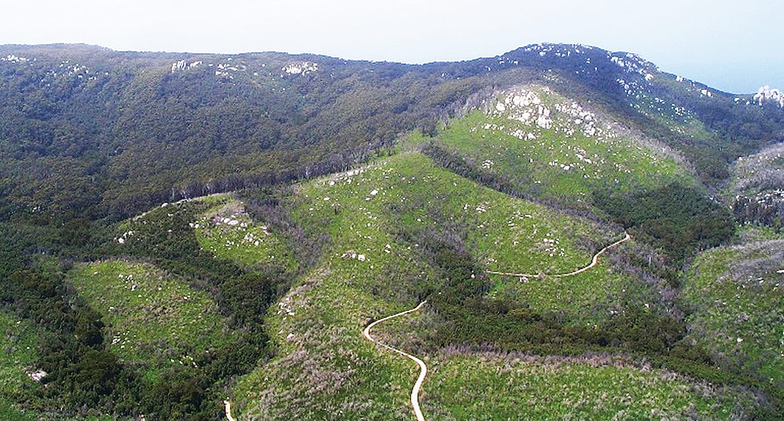 An area of collapsed forest that will be reseeded as part of the BushBank trial.