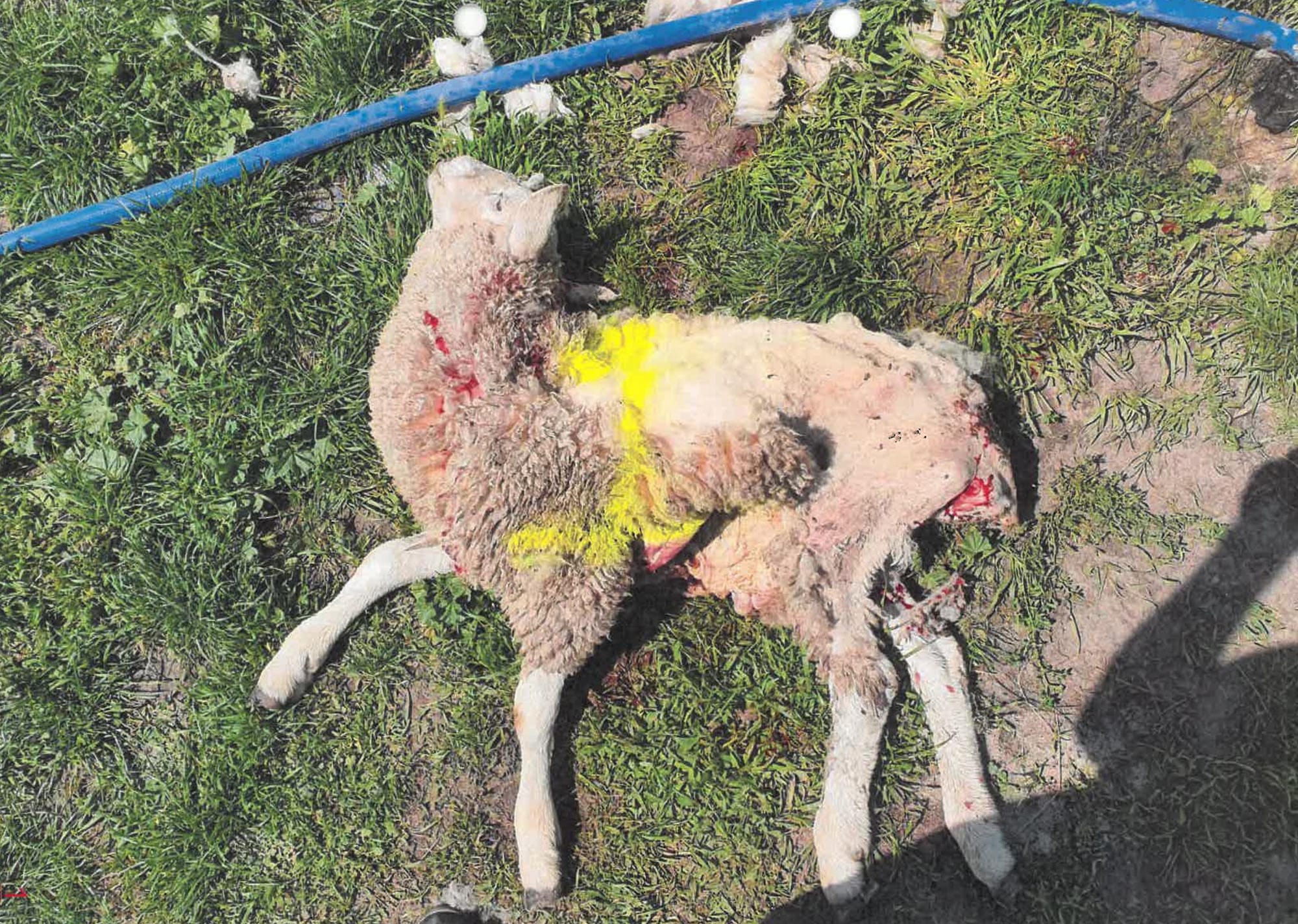 DJPR officers numbered 44 individual carcasses on the property during their visits between March and April 2020.