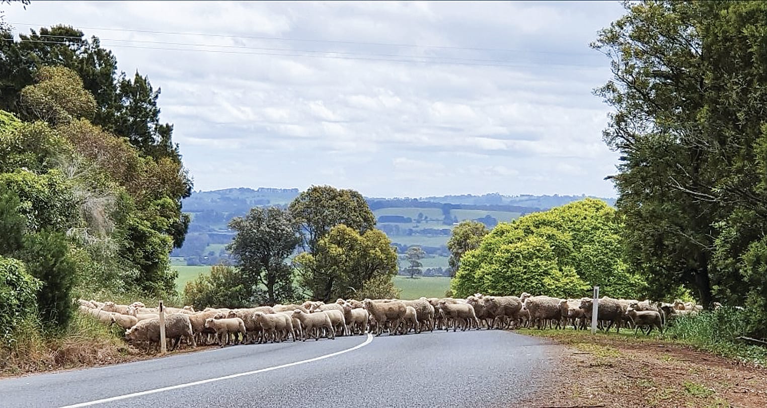 Baa-stard of a crossing