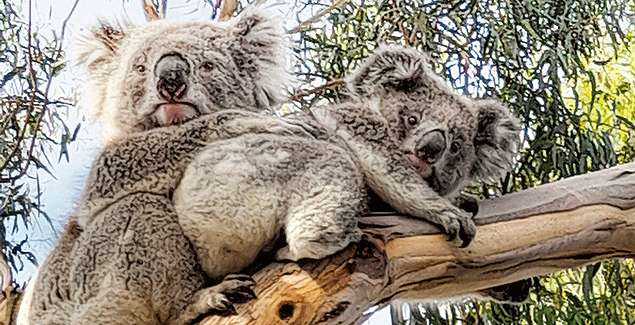 Koala romance in Inverloch