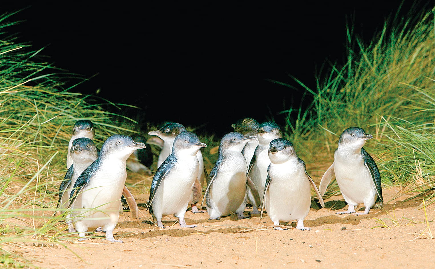 Divorce is not strictly for humans