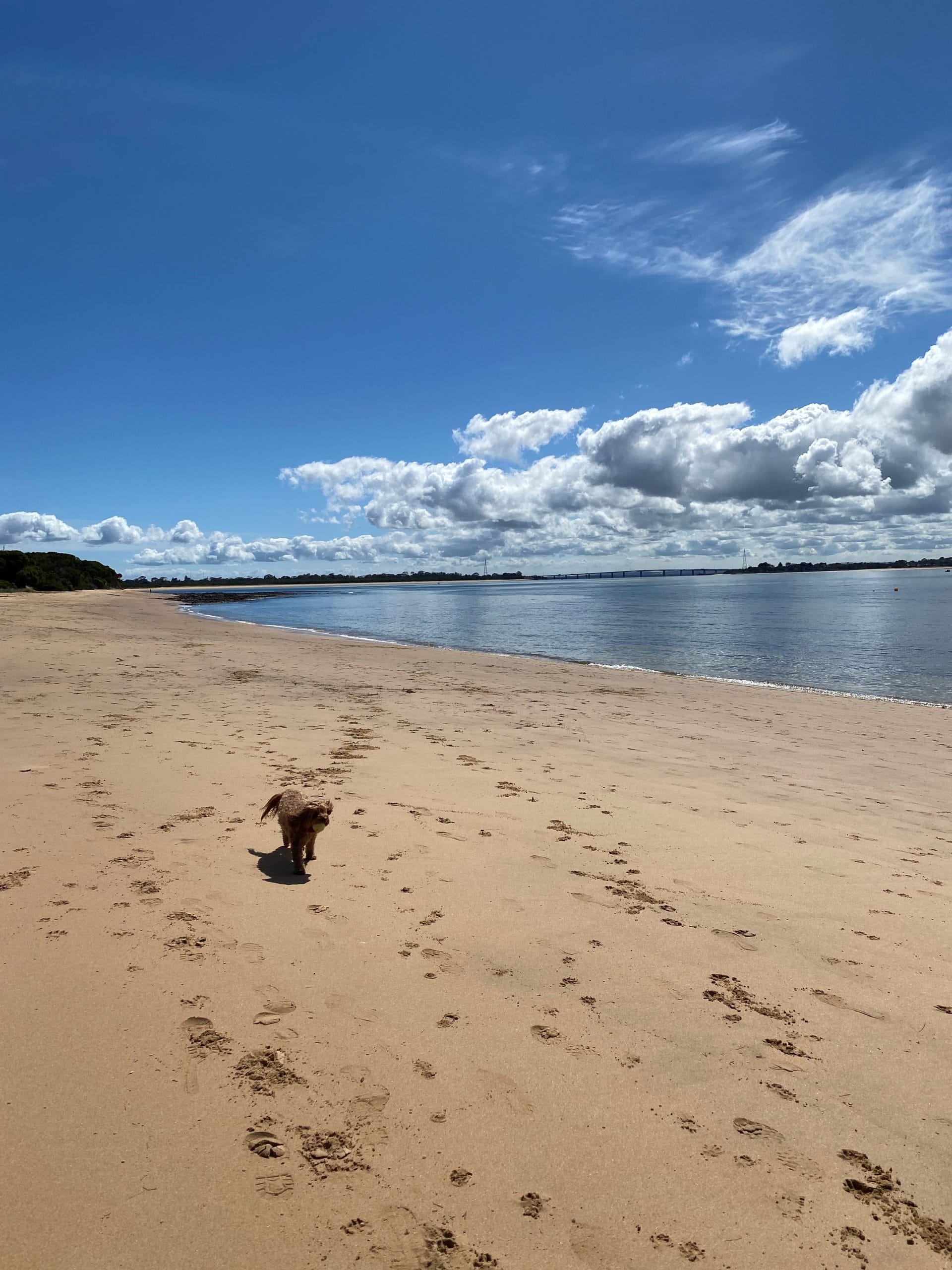 Dog poo on the table at council meeting