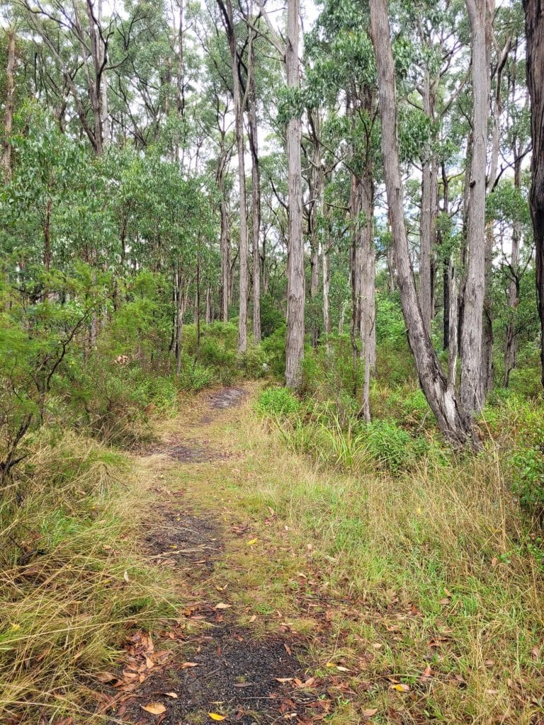 Illegal firewood sellers target Hamanns Bush for drug money