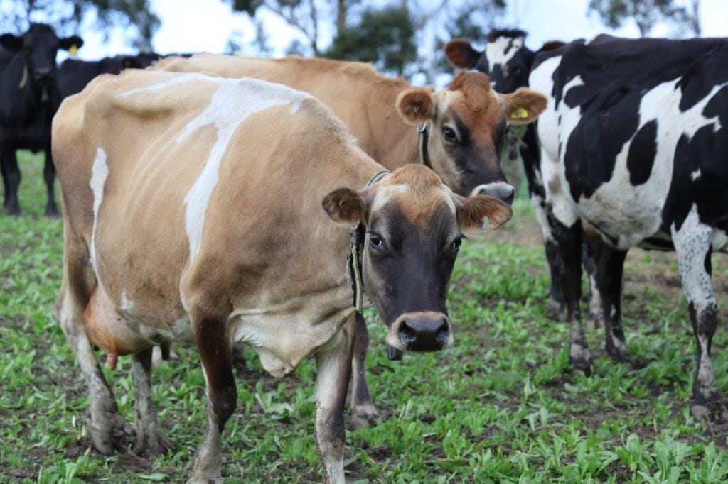 Pickups resume but milk crisis could escalate, says UWU