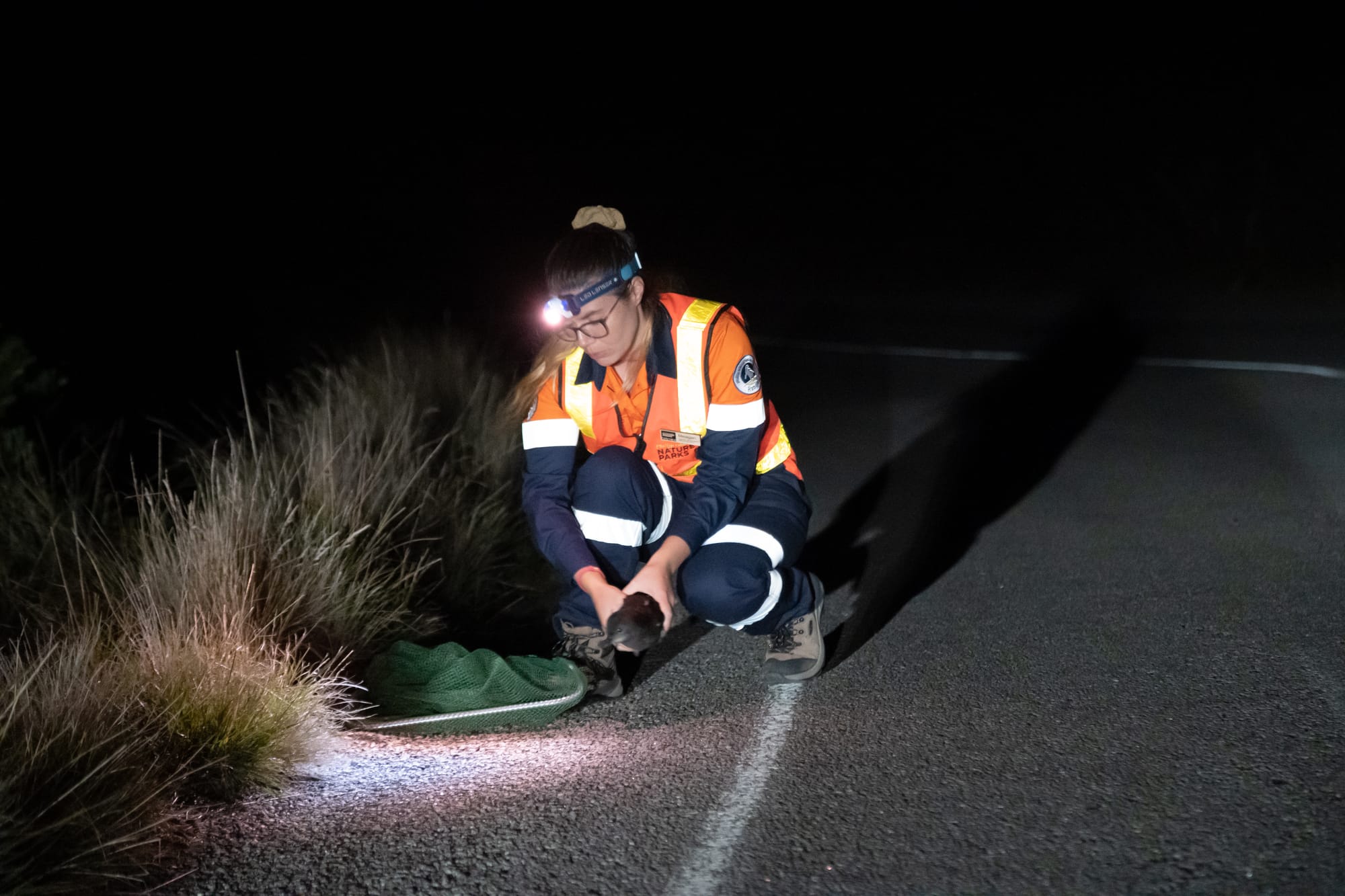 Short-tailed shearwaters undertake one of the most incredible migrations, flying approximately 16,000km to feed in waters around Alaska during our winter.