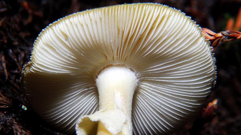 ‘More public awareness of mushrooms is merited’ says Coroner