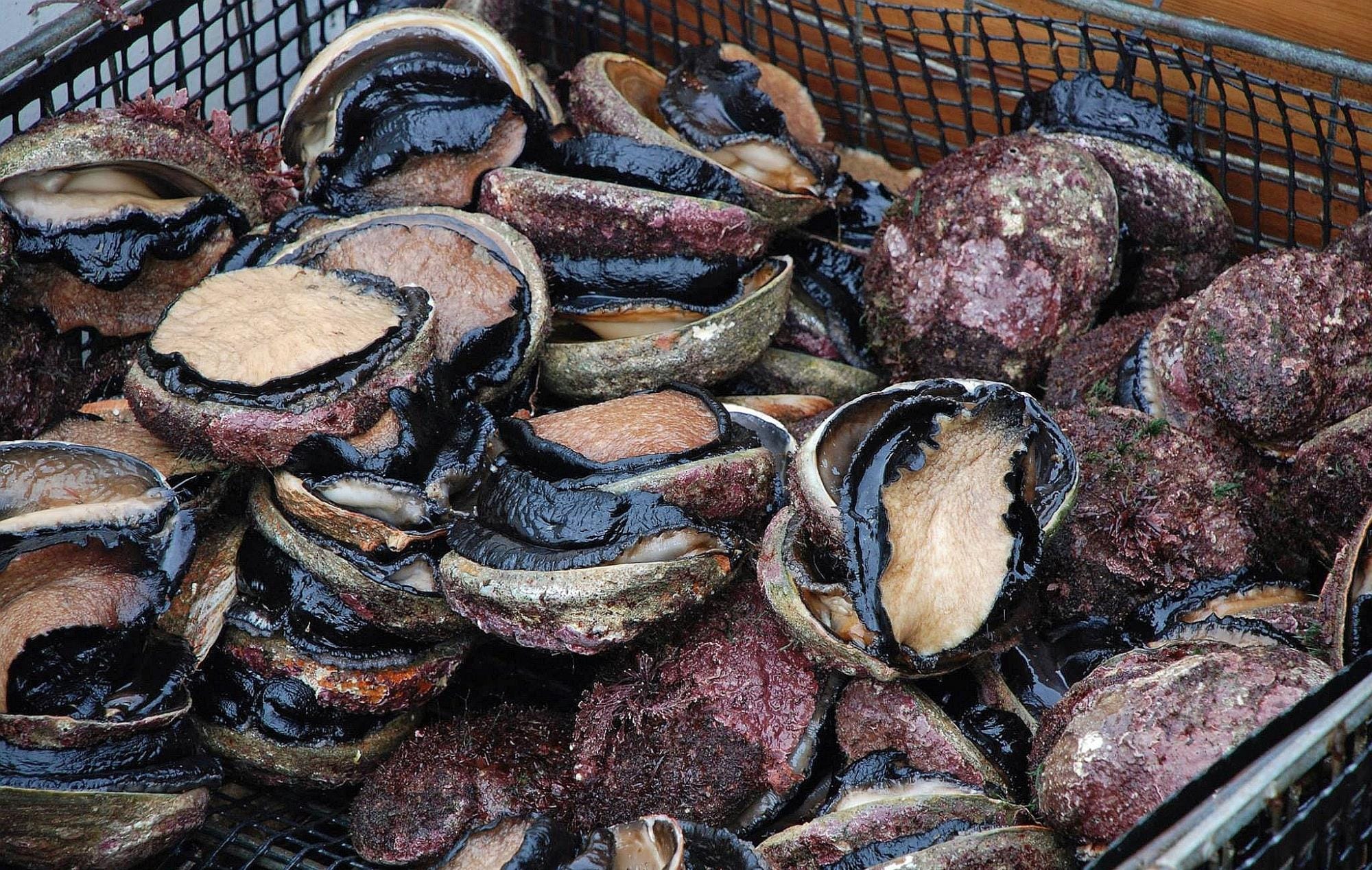 90 Berrys Beach abalone too damaged to be saved