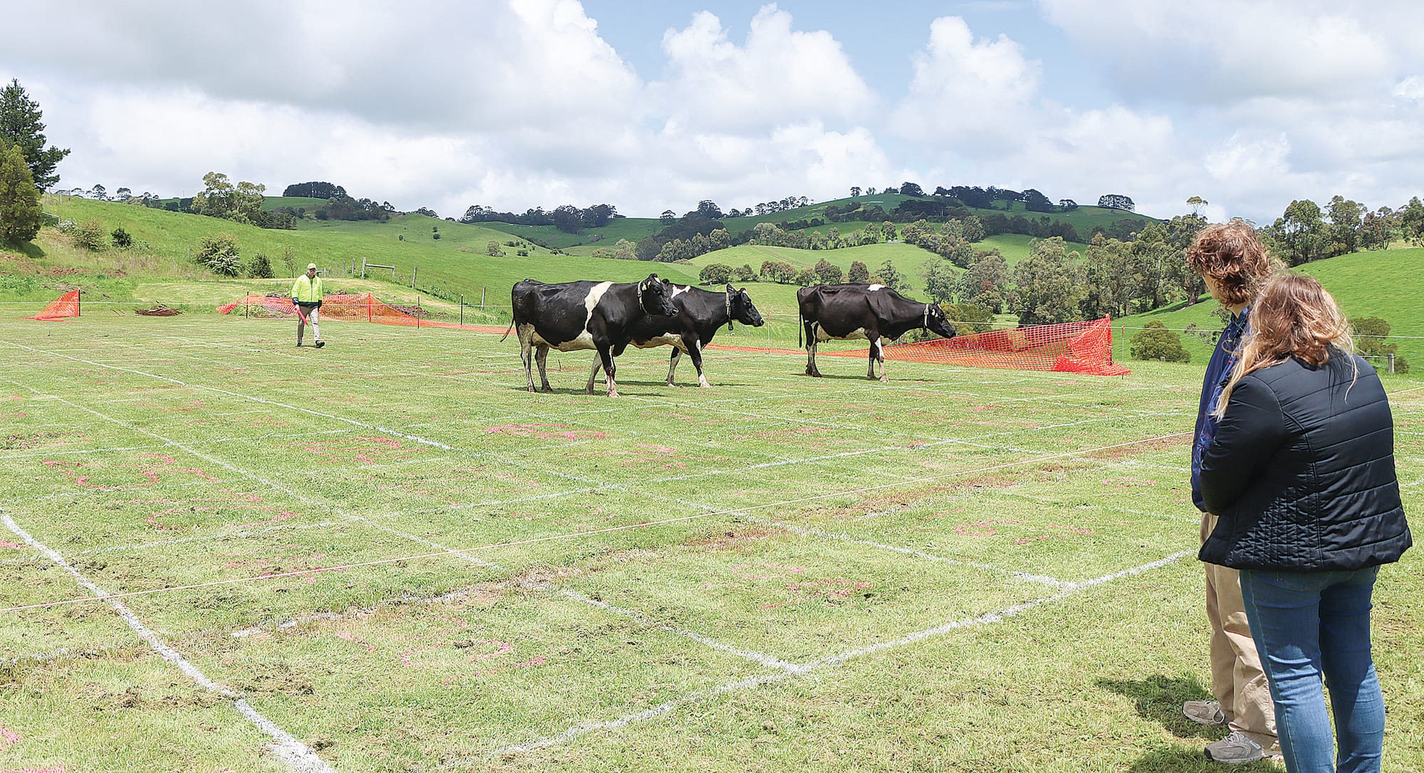 Entrants in Cowpat Bingo watch the action, hoping for a well-placed deposit. A22_4525