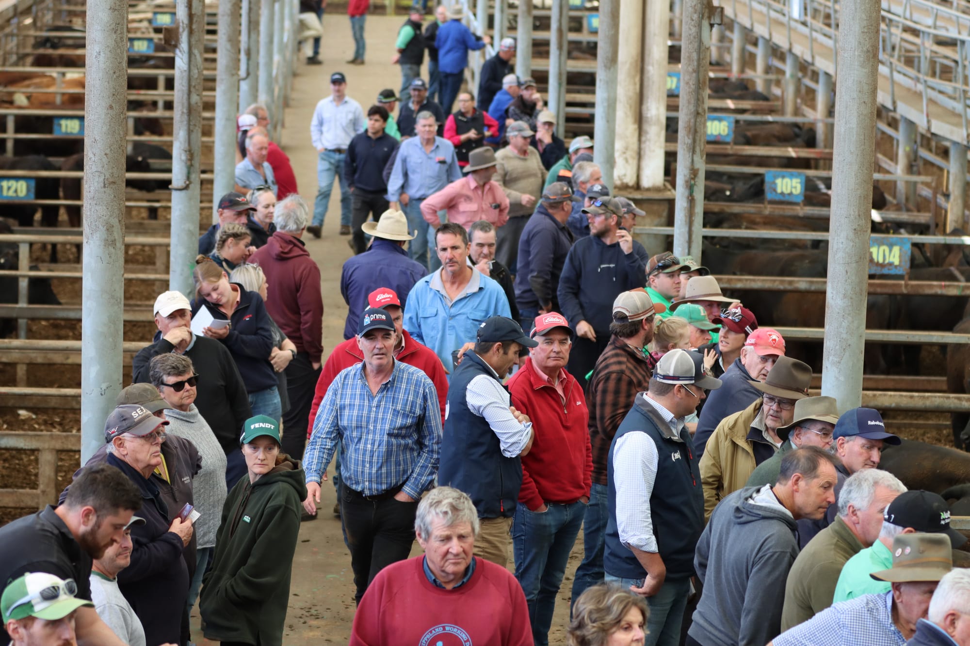 Recent rain created a boost in confidence and prices at Thursday’s Leongatha Store Sale. 