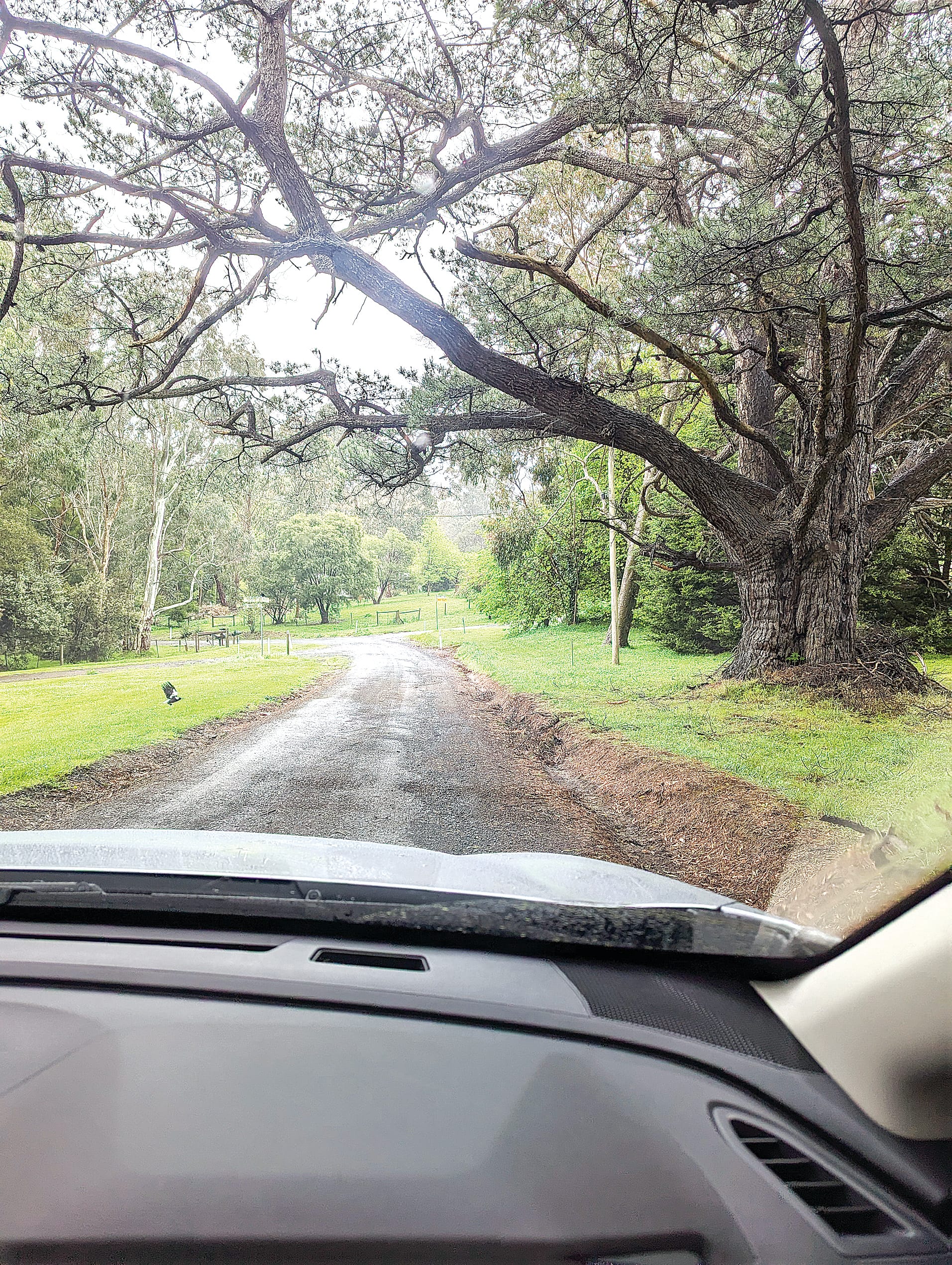 Repeated requests from local residents to trim and clear overhanging limbs in Walkers Road, Mirboo have been ignored by South Gippsland Shire Council.
