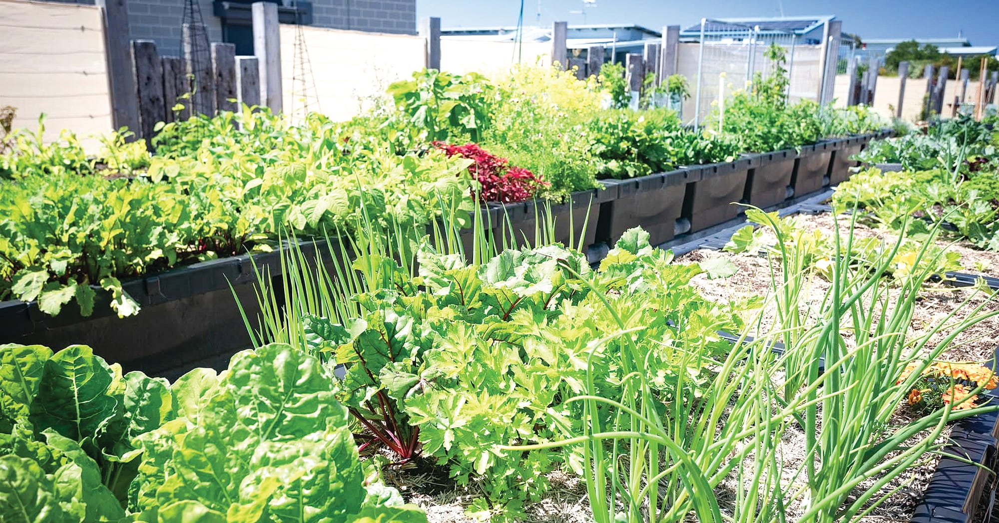 The Cape Community Farm gardens are in full swing.