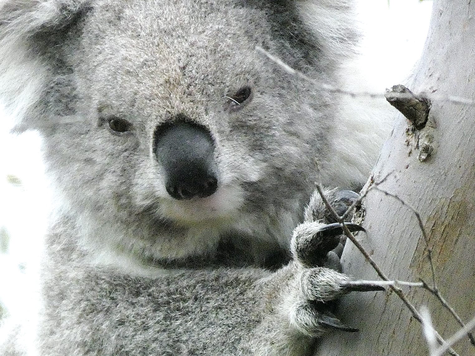 Find out why South Gippsland koalas are so special