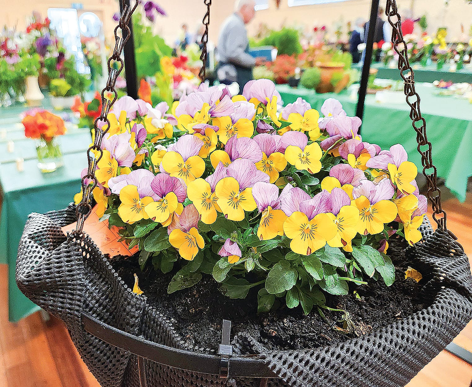 Spooky blooms and garden magic, don’t miss the 65th Spring Show - opens today
