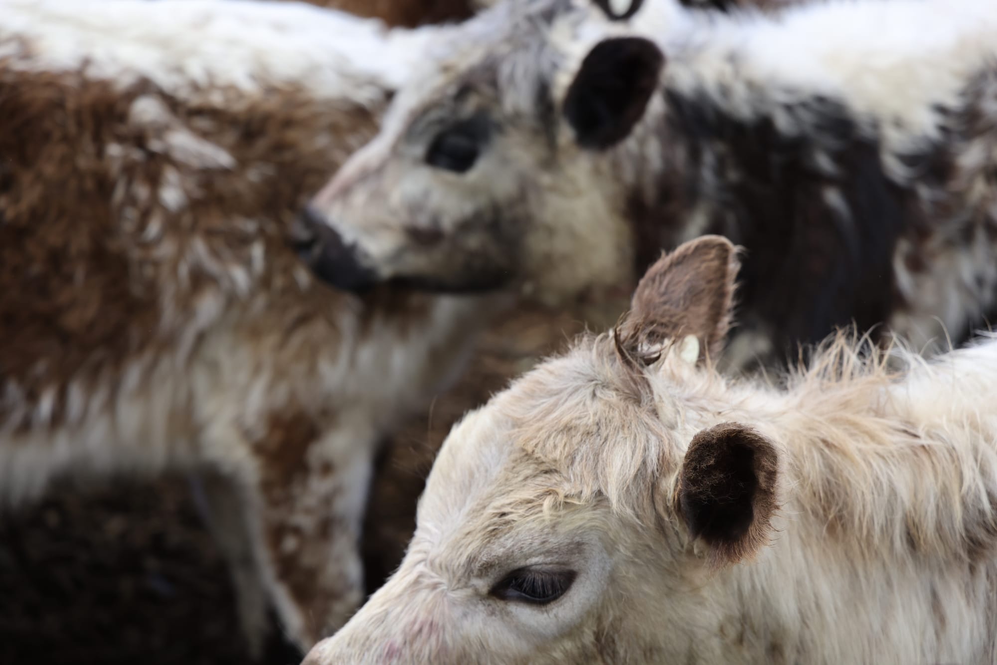 America continues its love affair with Australian hamburger beef