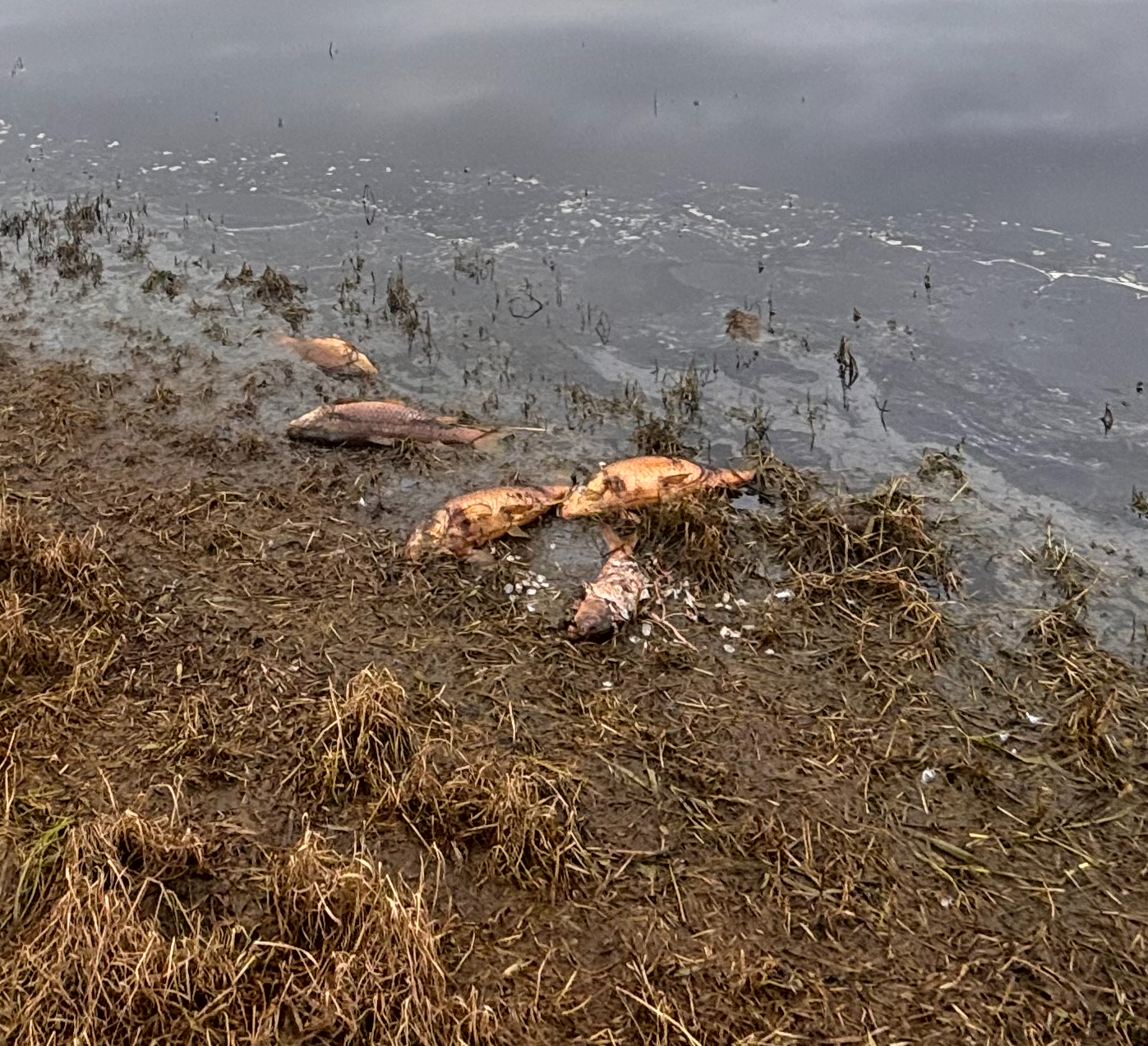 Public urged to avoid contact with Tarwin River as EPA investigates fish kill