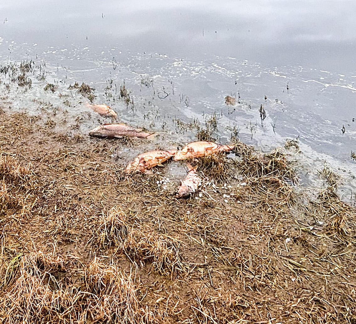 Avoid contact with Tarwin River as EPA investigates fish kill