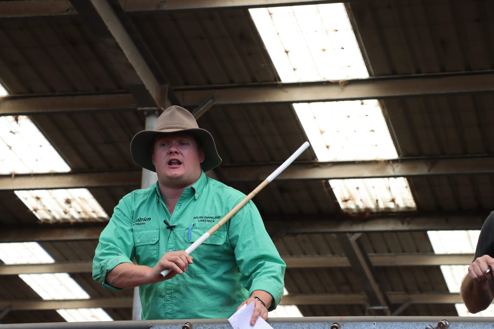 Jack Ginnane of Nutrien South Gippsland Livestock in action on Thursday. 