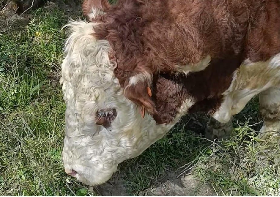 ‘Unless we’re stupid, the Emergency Services levy is gone’, says Scott Rae