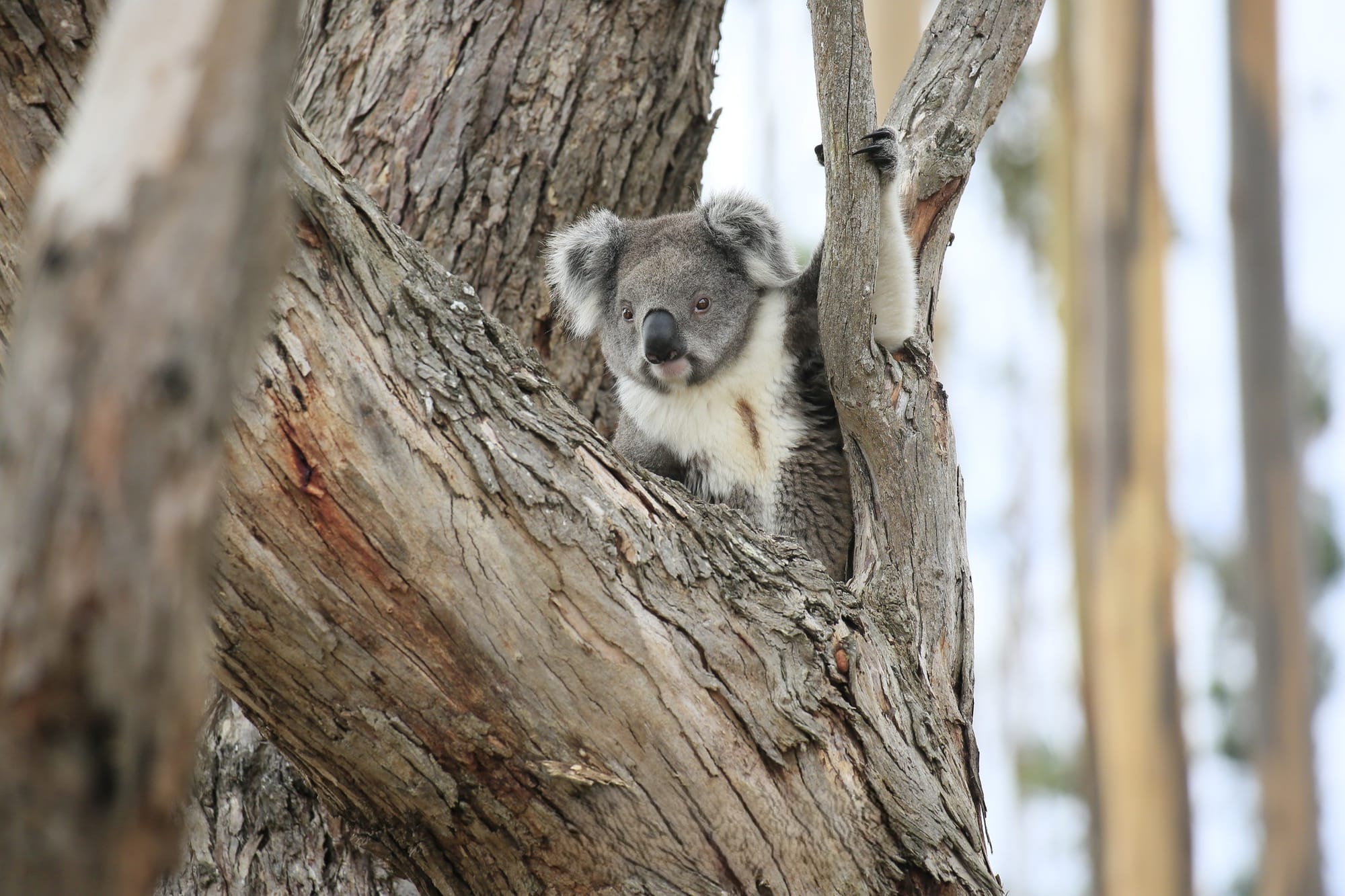 Doomed French Island koalas a symptom of management failure statewide