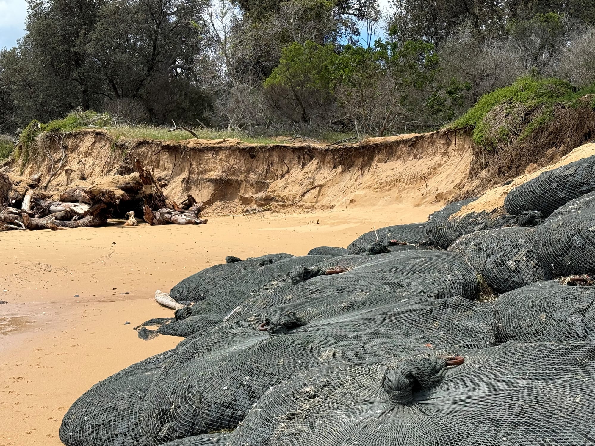 Wave action is continuing to cut into dunes on the eastern side of the Silverleaves' rock-bag wall.