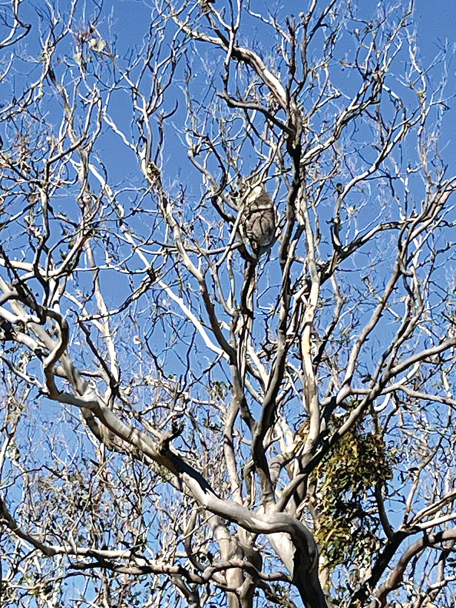 State acts on French Island koala crisis