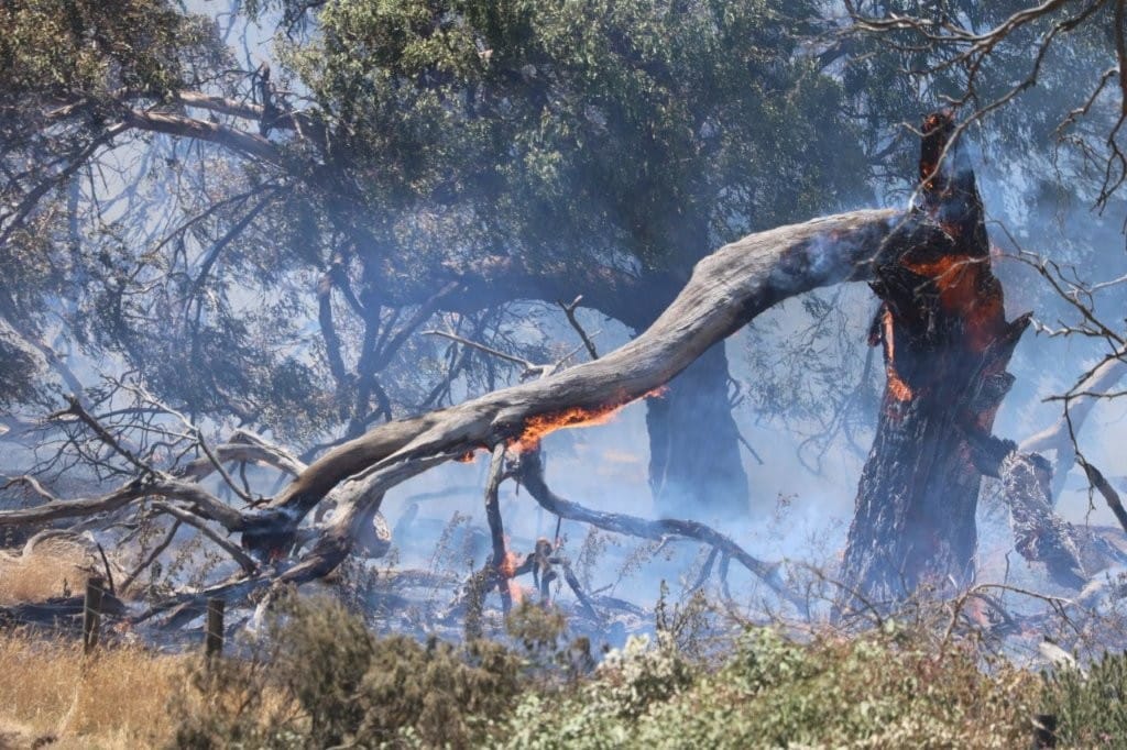 Phillip Island bushfire sparks koala park fears