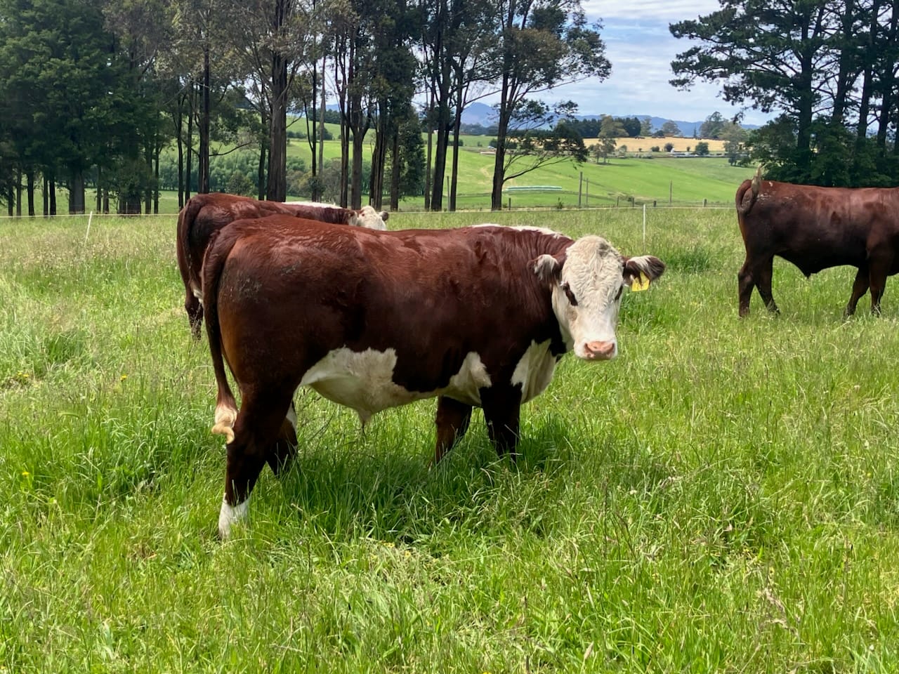 Beef Week 2026: Celebrating 35 years of the region’s best genetics