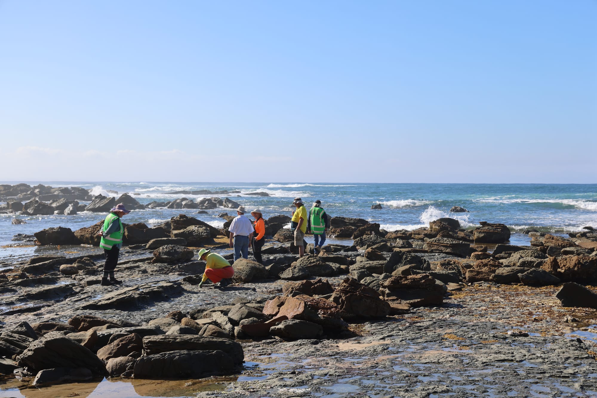 New ancient turtle species revealed on the Bass Coast