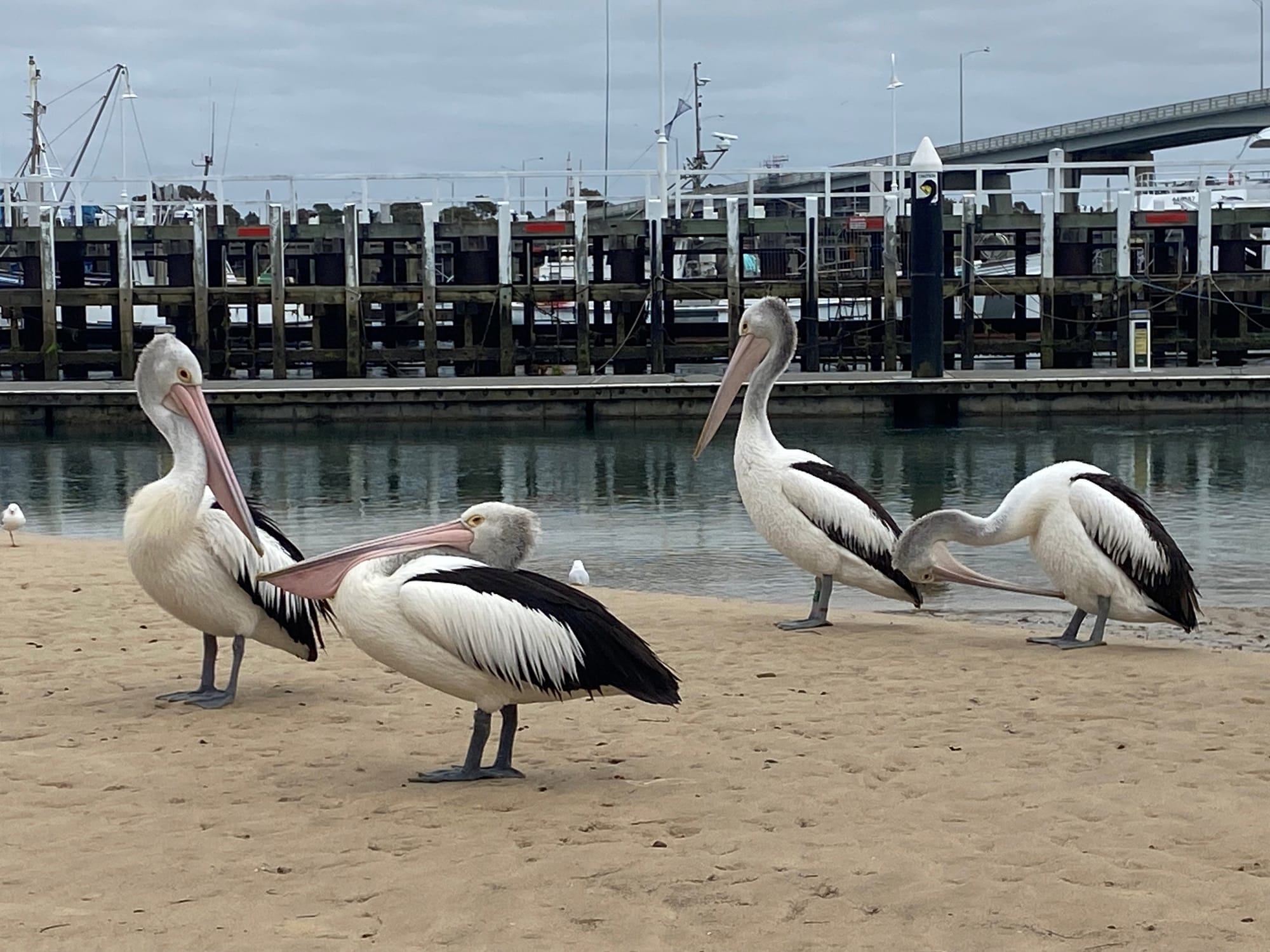 Anderson, San Remo, Phillip Island exposed to measles