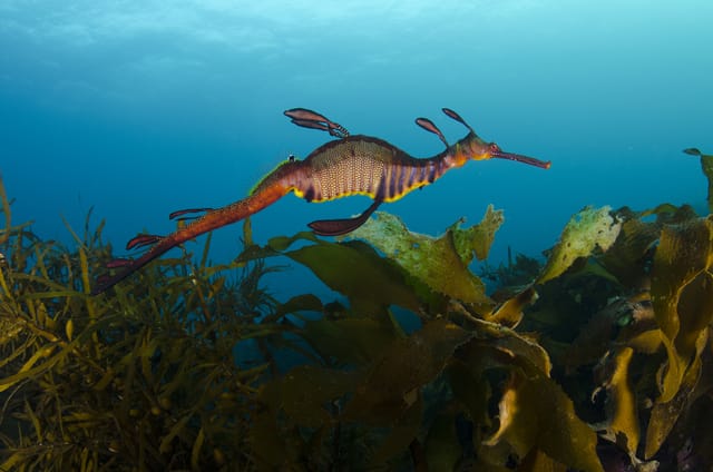 Magic in the mud: Sheree Marris to reveal Western Port secrets at Corinella