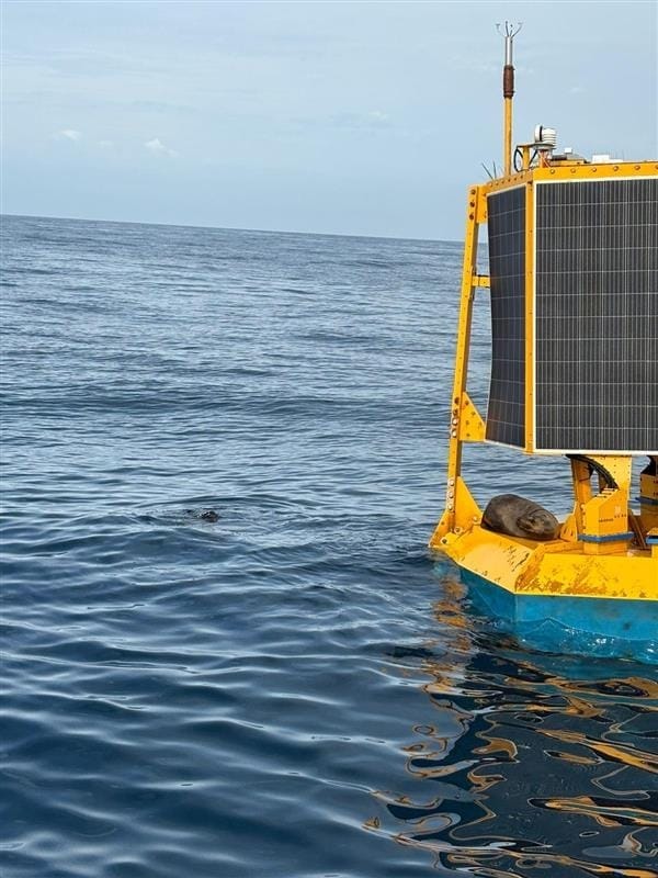 Blue Mackerel progresses to full Environmental Impact Statement