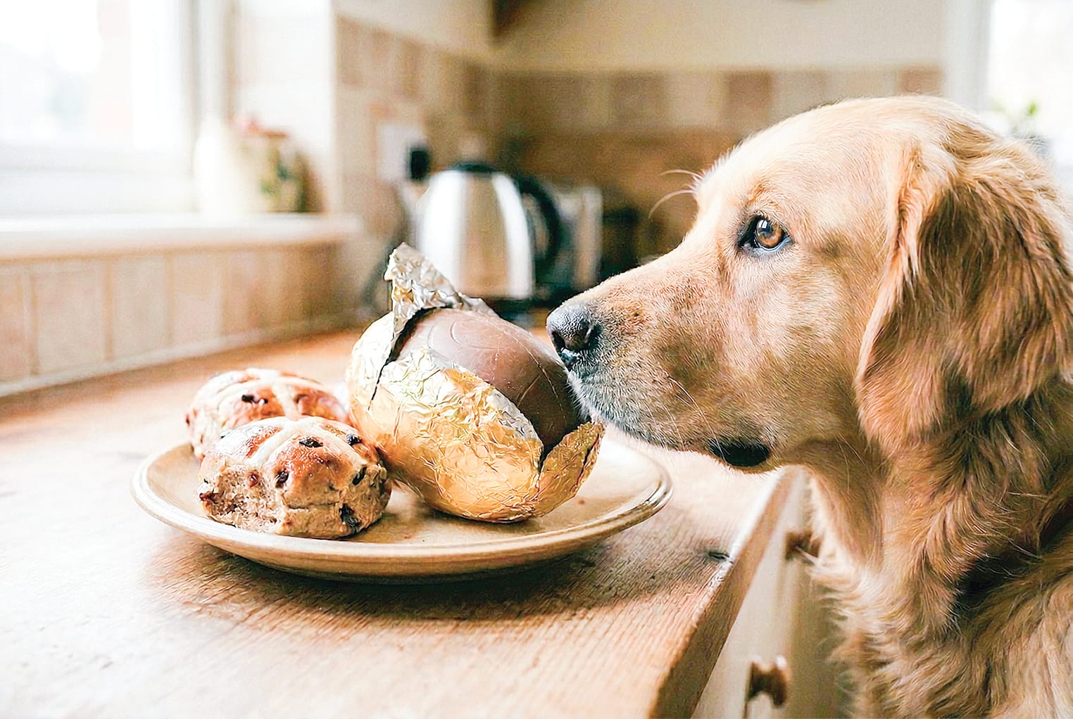 Keep your pets safe this Easter with simple precautions