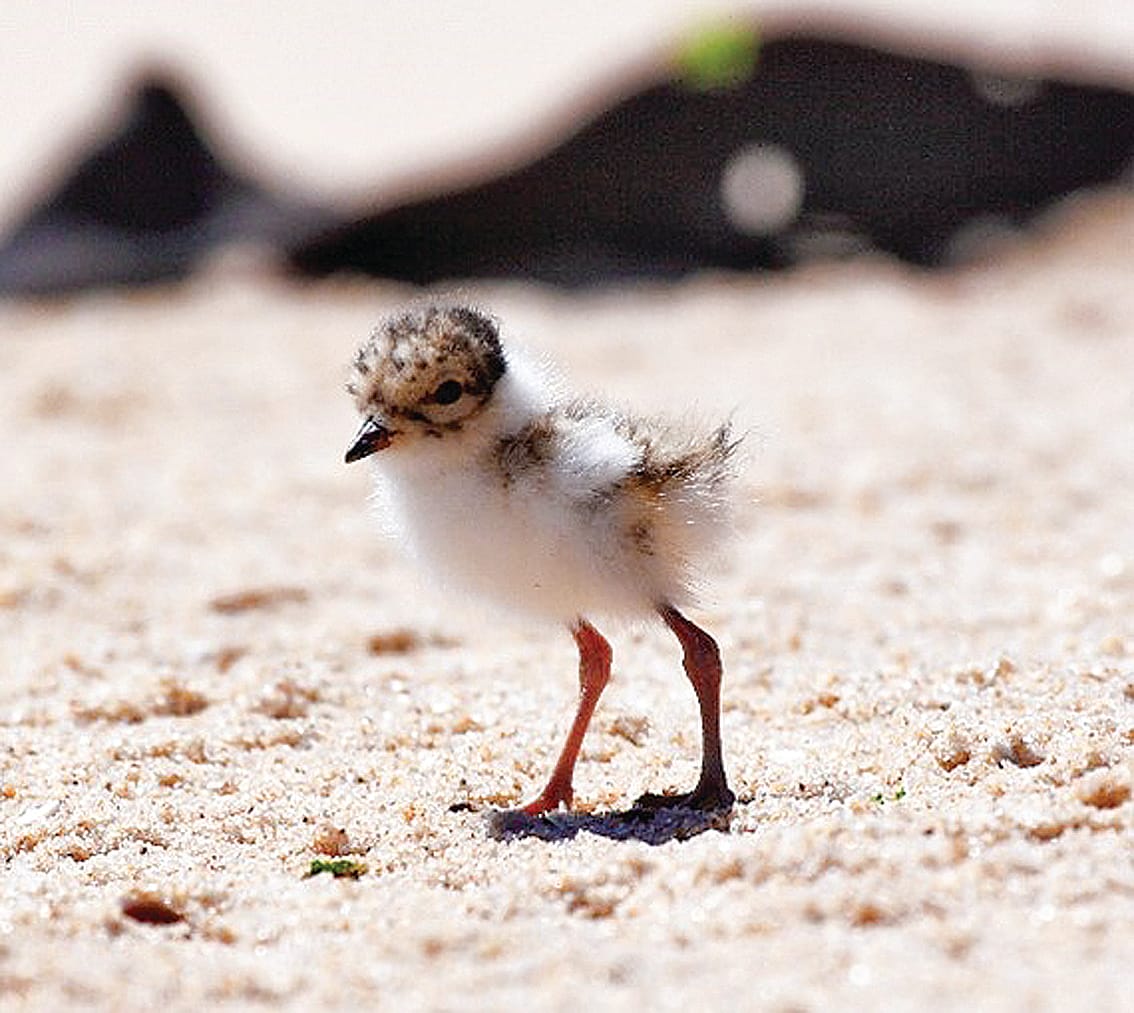 Easter visitors are urged to protect Bass Coast shorebirds
