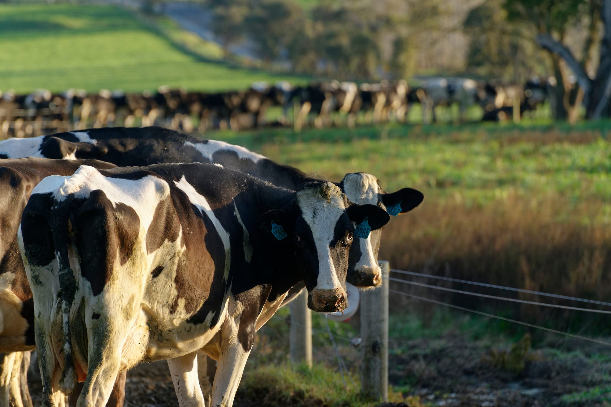 Frestine milk suppliers waiting in hope