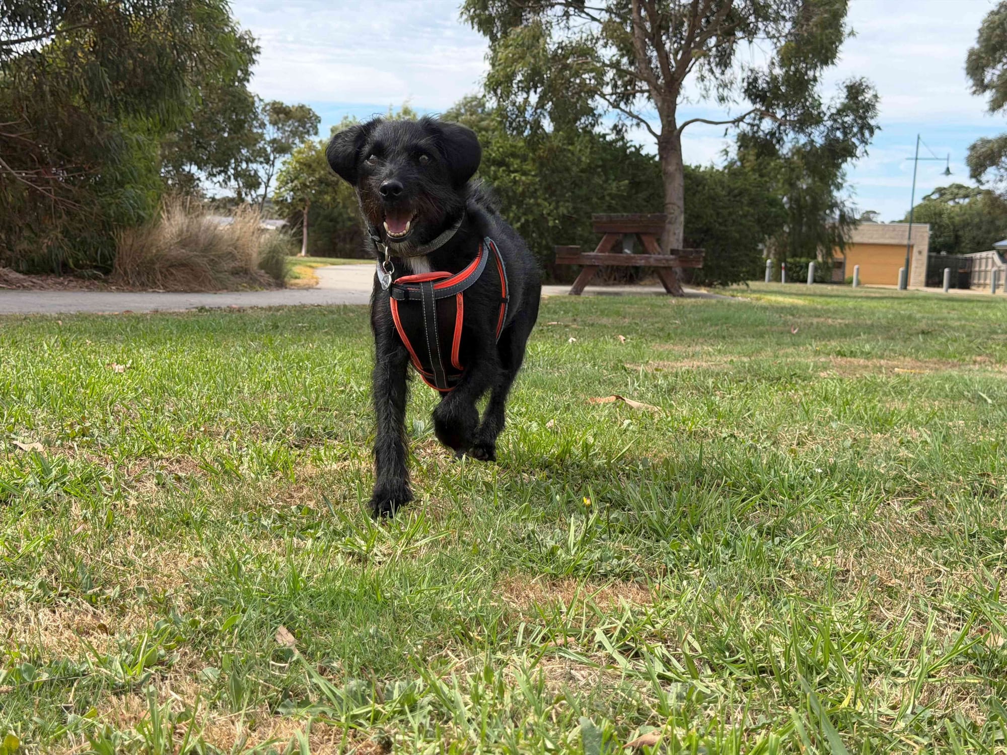 Is another ‘dogs on beaches’ battle looming for Bass Coast?