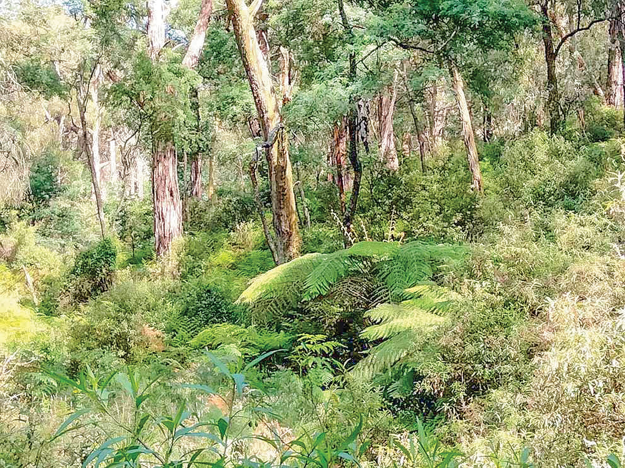 Panel to test Strzelecki Gums claims