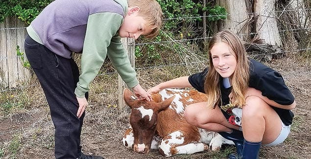 ‘Til the cows come home post image