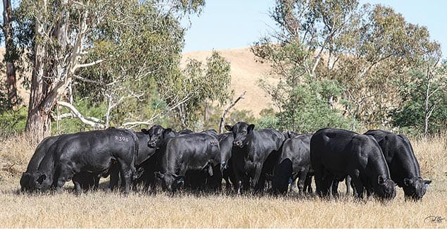 Elite genetics at the Kelly Angus autumn sale post image