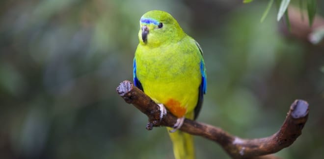 Orange-bellied parrots released into the wild post image