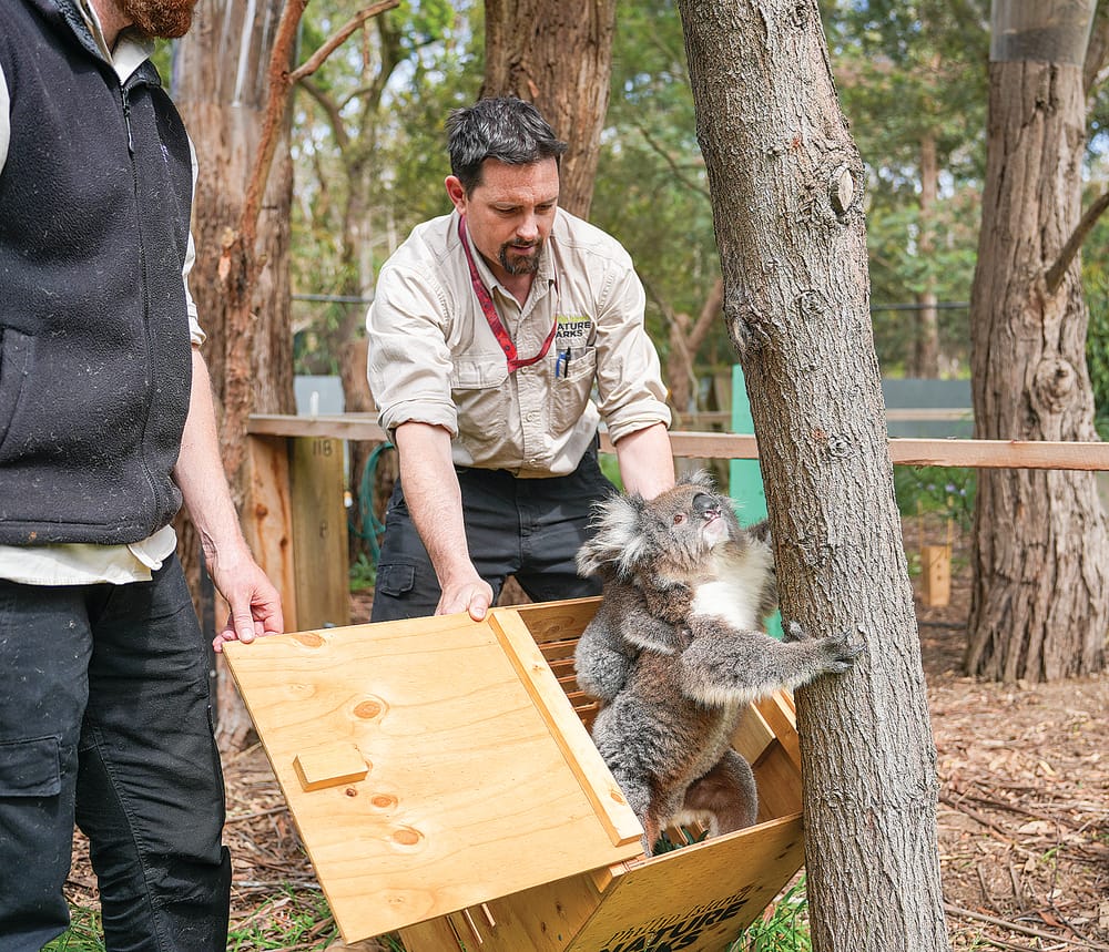 It’s a boy! New koala joey receives first health check post image