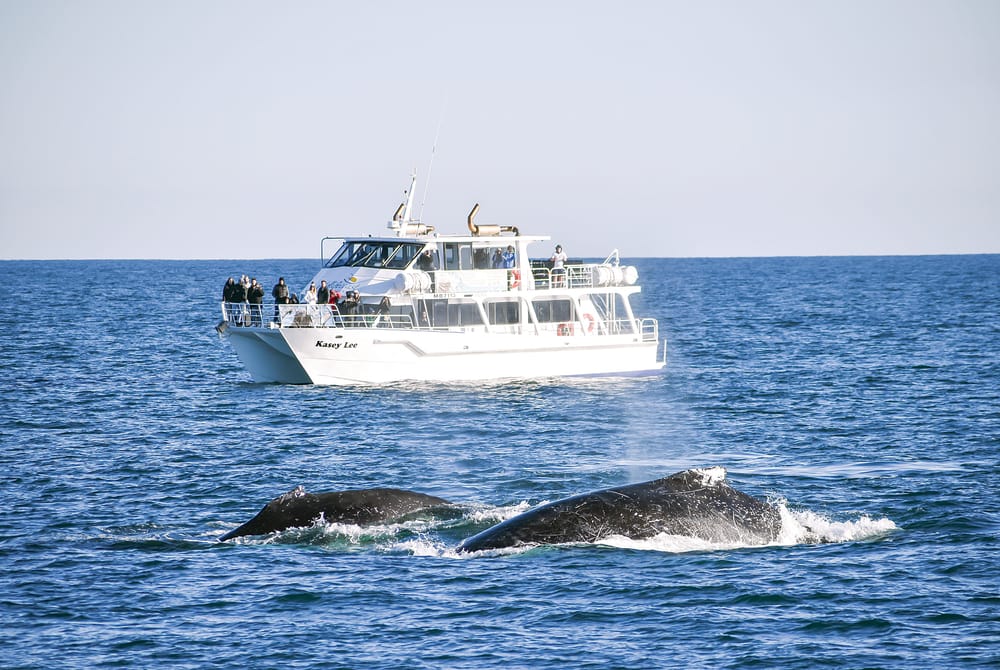 Hop onboard for a whale watching experience post image
